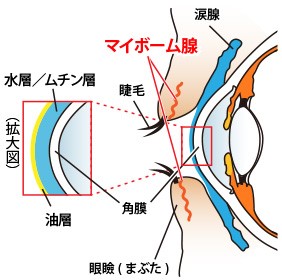 マイボーム腺
